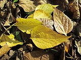 Celtis occidentalis, or common hackberry.