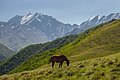 * Nomination Horse on the Khidotani ridge with mountain Tebulosmta on the background, Pshav-Khevsureti National Park, Mtskheta-Mtianeti region, Georgia. --Moahim 17:19, 10 June 2019 (UTC) * Promotion  Support Good quality. --George Chernilevsky 20:44, 10 June 2019 (UTC)