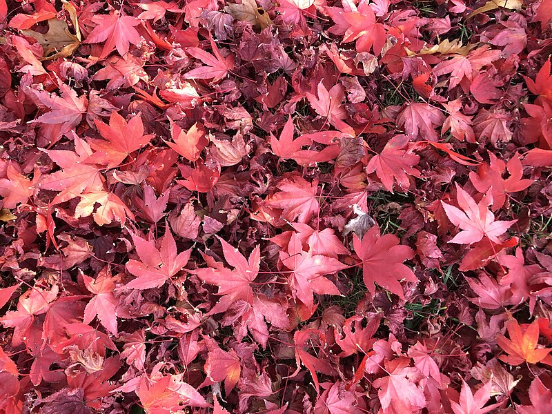 File:2022-11-07 12 56 33 Autumn leaves of a Japanese Maple on a lawn along Farrell Avenue in the Parkway Village section of Ewing Township, Mercer County, New Jersey.jpg