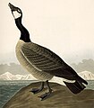 Branta canadensis