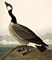 277 Hutchins's Barnacle Goose (cropped).jpg