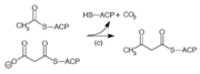 3-ketoactl-ACP-sintetase.png