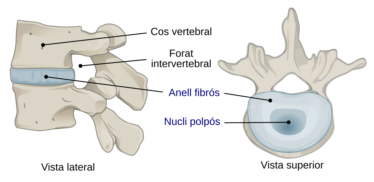 Соединение позвонков поясничного отдела. Intervertebral Disc. Форамен intervertebral. Межпозвоночный диск это симфиз?. Позвоночные диски это симфизы.