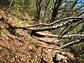 Fallen trees on the path to Ossino