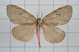 Lymantria dissoluta