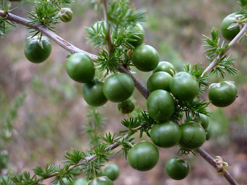 File:ASPARAGUS ACUTIFOLIUS - AGUDA - IB-366 (Esparraguera).JPG