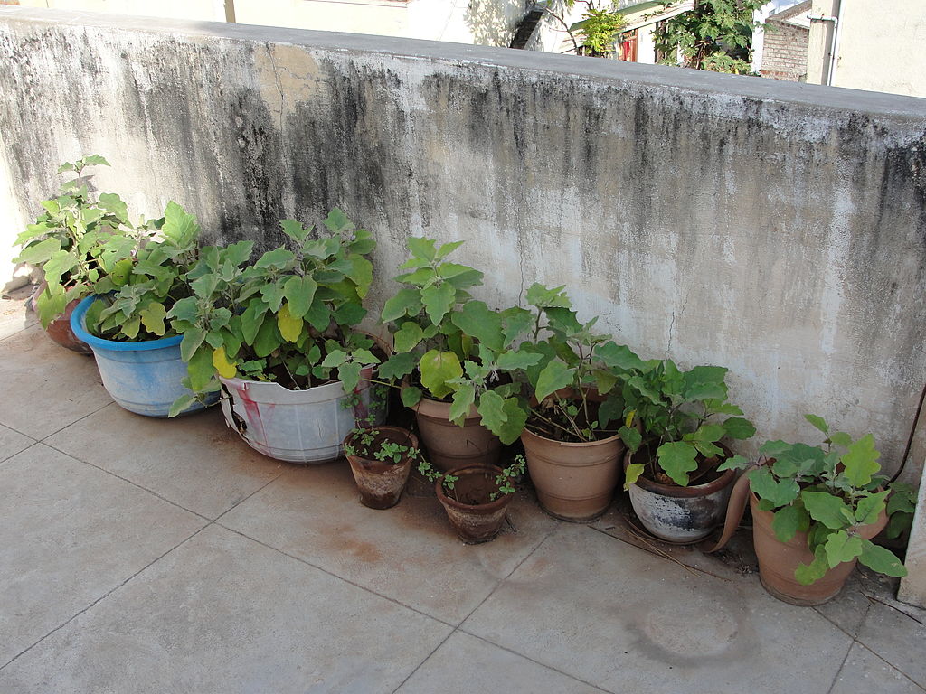 File:A Garden in terrace.JPG - Wikimedia Commons