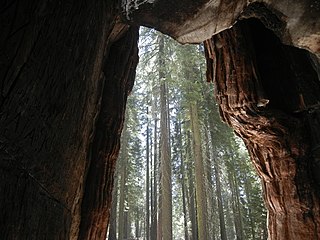 A peek through the California Tunnel Tree in the Mariposa Grove