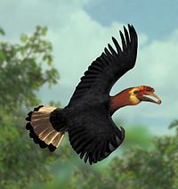 Male carrying a small fruit. As most other hornbills, this species is primarily a frugivore. A waldeni flying.jpg