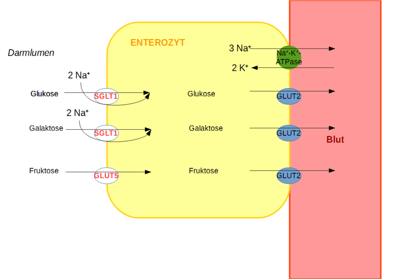 File:Absorption der Monosaccharide im Dünndarm.png