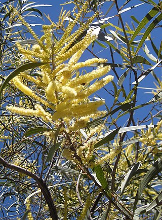 <i>Acacia aulacocarpa</i> Species of legume