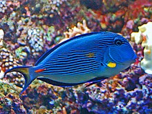 Acanthuridae - Acanthurus sohal.JPG