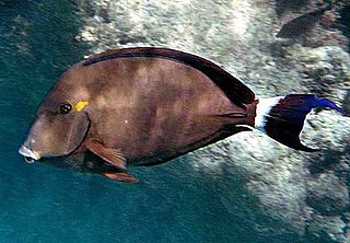 <i>Acanthurus blochii</i> Species of fish