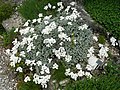 Achillea umbellata