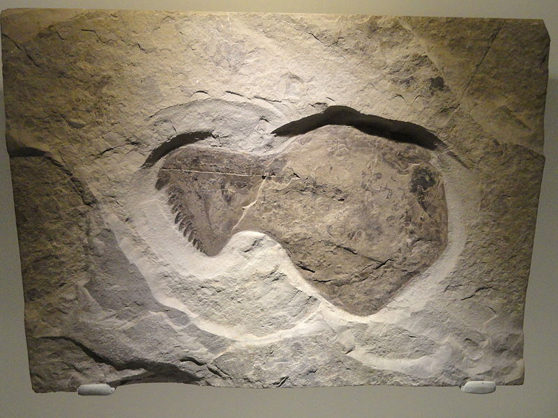 File:Acutiramus macrophthalmus, Late Silurian, Fiddlers Green Formation, Herkimer County, New York, USA - Houston Museum of Natural Science - DSC01669.JPG