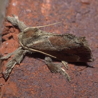 Purple-crested slug moth, Adoneta spinuloides Adoneta spinuloides P1200006a.jpg