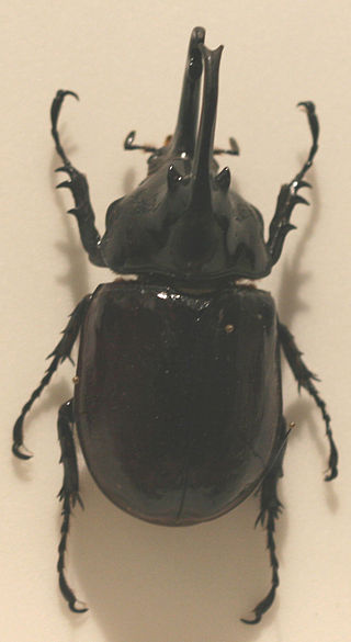 <i>Augosoma centaurus</i> Species of beetle