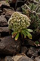 * Nomination Aeonium urbicum, habitus; Masca, Macizo de Teno, Tenerife --Llez 05:18, 10 September 2018 (UTC) * Promotion Good quality. --Ercé 05:41, 10 September 2018 (UTC)