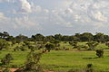 Impalas und Gelbe Paviane im Nationalpark