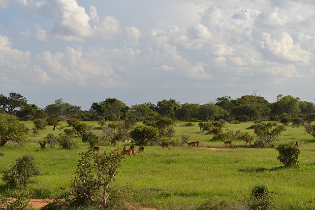 File:Aepyceros_melampus_melampus_group_on_the_move_west_of_the_Ashnil_Aruba_Lodge_in_the_Tsavo_East_National_Park,_Kenya_7.jpg