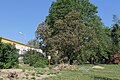 V pozadí turecká líska Corylus colurna, před ní kvetoucí jírovec Aesculus carnea.