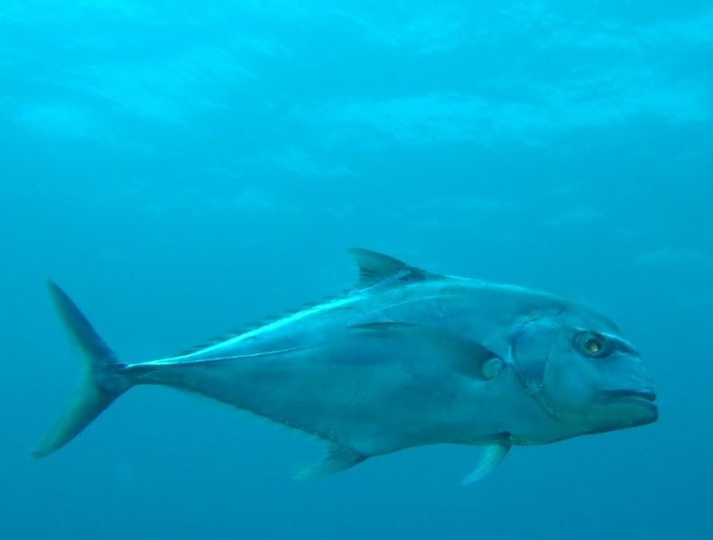 File:African Pompano on Cobblers Reef.jpg