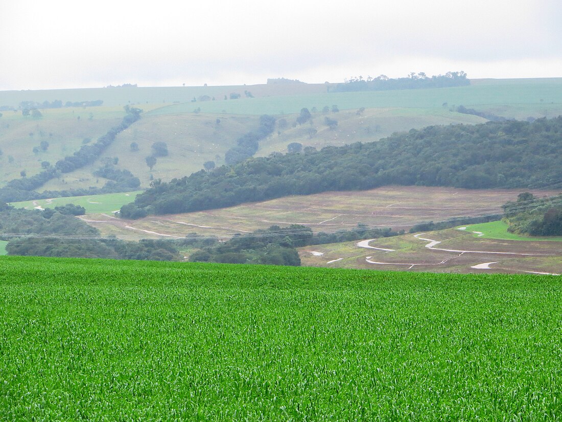 File:Agro PR Trigo em Céu Azul.jpg