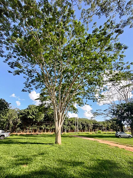 File:Albizia niopoides Brazilian tree.jpg