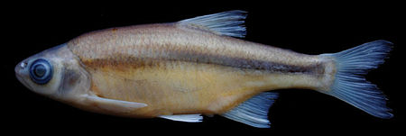 Alburnoides