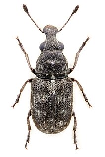 <i>Allandrus</i> Genus of beetles