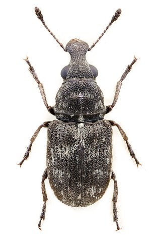 <i>Allandrus</i> Genus of beetles