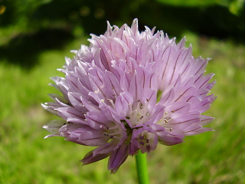 File:Allium schoenoprasum.jpg