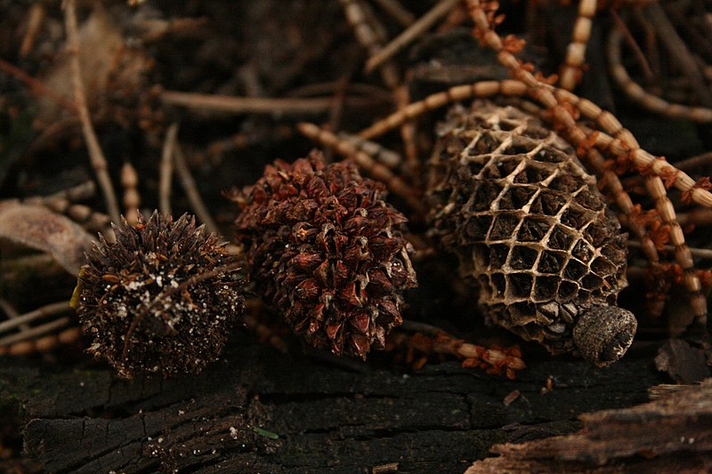 File:Allocasuarina verticillata cones.jpg