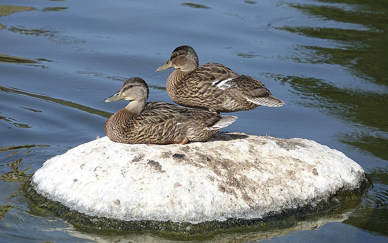 File:Almost fledged mallards (48685754882).jpg