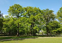 Group of oaks on the fair car park