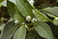 Alternanthera-brasiliana2.jpg