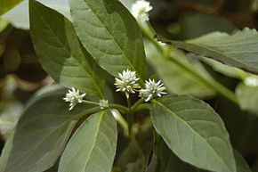 Descrierea imaginii Alternanthera-brasiliana2.jpg.