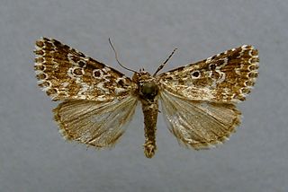 <i>Alvaradoia</i> Genus of moths