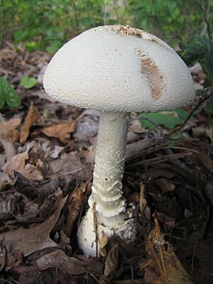 Amanita rhopalopus.001.COPY.jpg