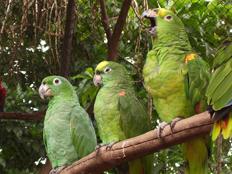 File:Amazona farinosa and Amazona ochrocephala.jpg