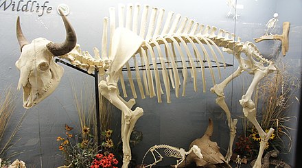 American bison skeleton (Museum of Osteology)