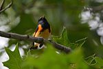 Thumbnail for File:American Redstart (21370490095).jpg