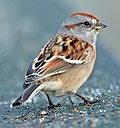 Thumbnail for File:American Tree Sparrow (183813943).jpeg