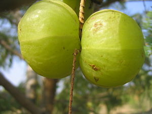 আমলকী: বর্ণনা, বিস্তার, চিকিৎসা-গবেষণা