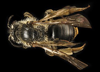 <i>Andrena forbesii</i> Species of bee