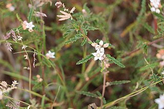 <i>Androcalva pedleyi</i> Species of shrub
