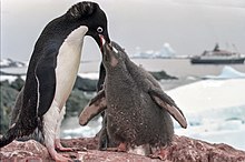 Při krmení se mládě doslova ponoří do otevřeného zobáku svého rodiče, který mu vpraví natrávenou kašovitou stravu.