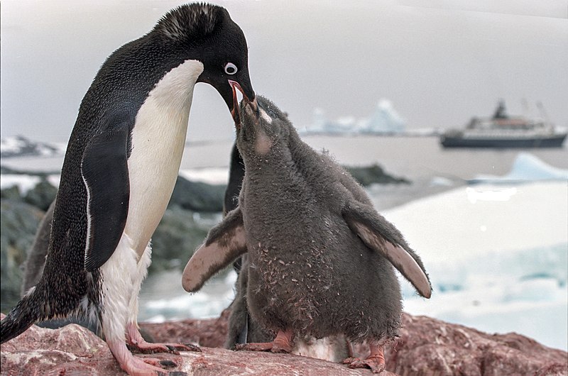 File:Antarctic adelie penguins (js) 21.jpg