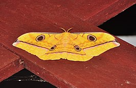 Antheraea celebensis