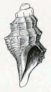 <i>Anticlinura peruviana</i> Species of gastropod